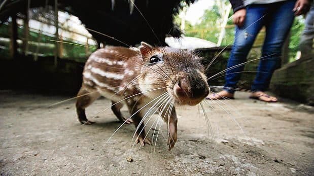 Reserva de Animales Urkus